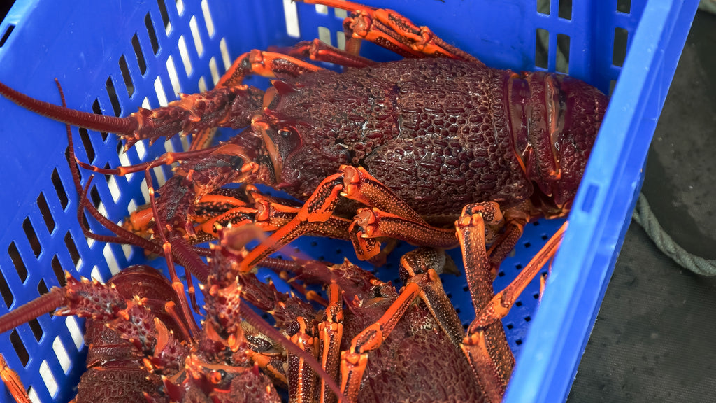 large freshly caught southern rock lobster for export at a wharf in st helens on tasmania's east coast