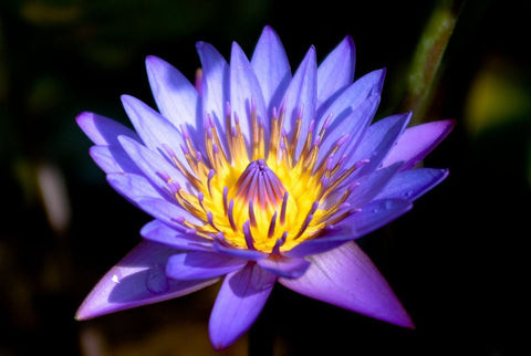 blue lotus flower aka blue water lily