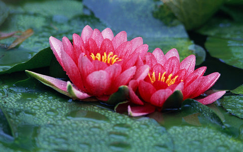 red lotus flowers growing in nature