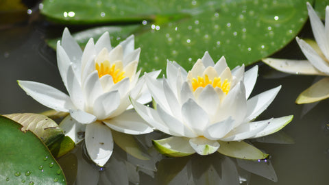 white water lily aka white lotus flowers growing in nature