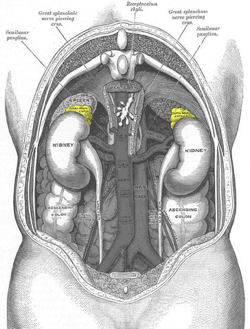 adrenal glands and cortisol production