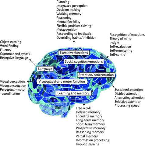 Cognitive function