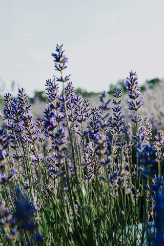 lavender essential oils benefits