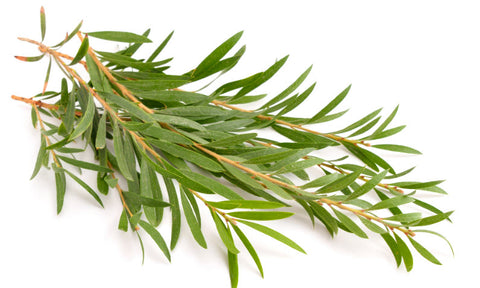 Tee Tree essential oil benefits