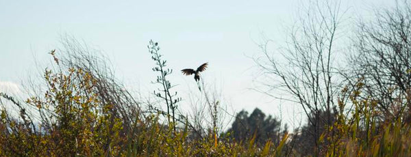 Brancott Estate falcon