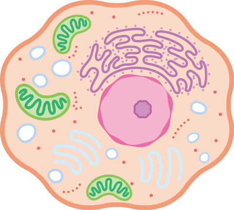ミトコンドリアがわかる細胞のイラスト
