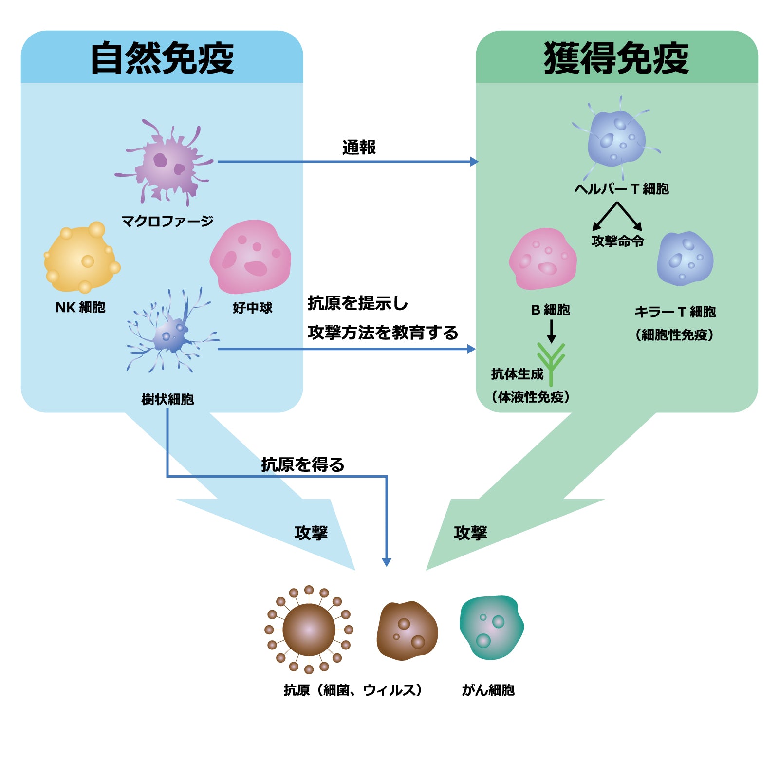 自然免疫と獲得免疫のイメージ画像