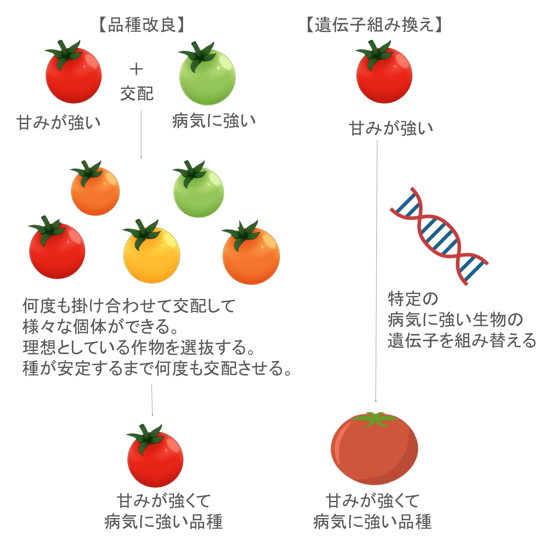 遺伝子組み換え食品と品種改良の違い