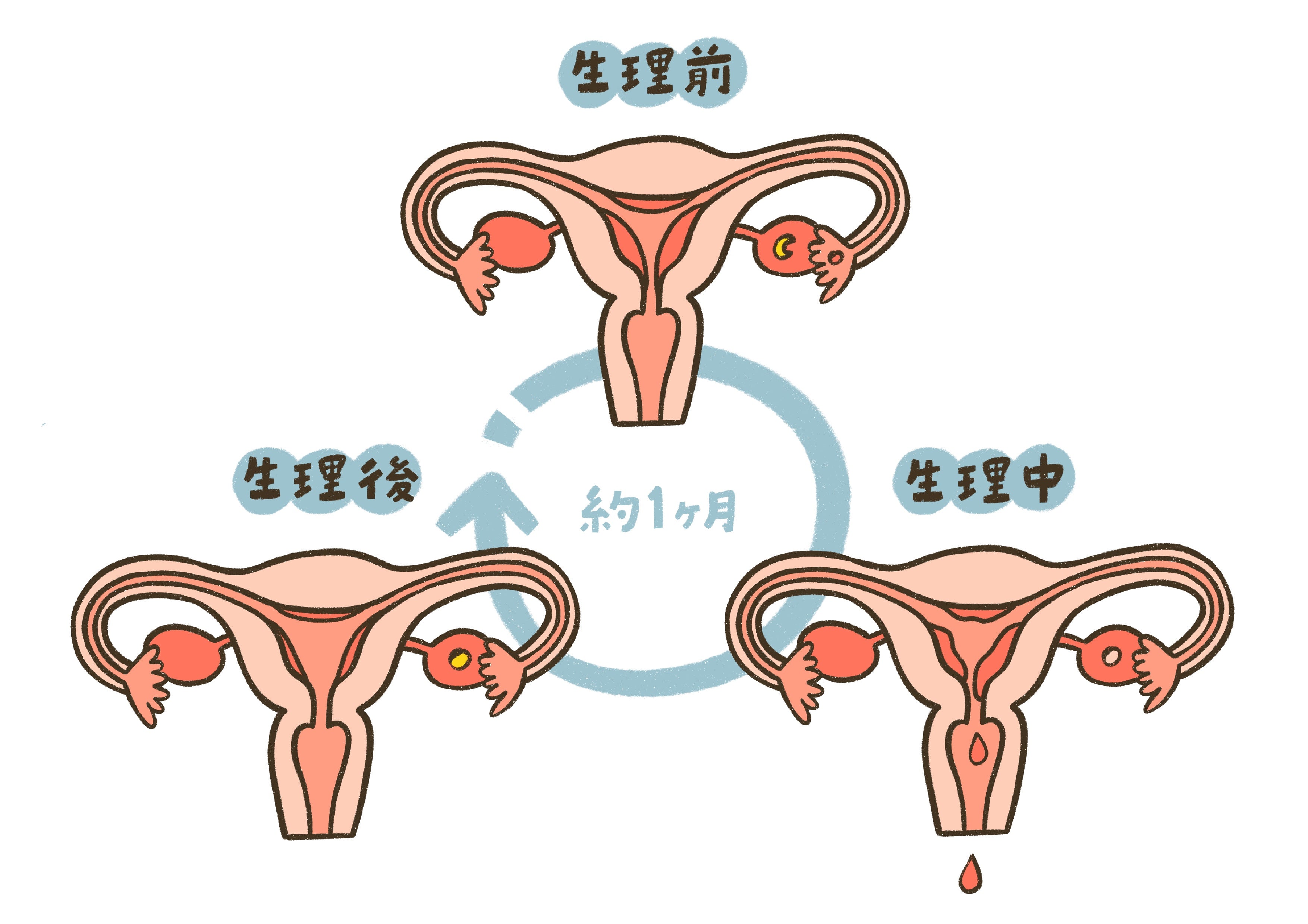 生理中や生理前後の子宮の状態