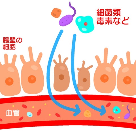 リーキーガットが起きている状態のイメージ画像