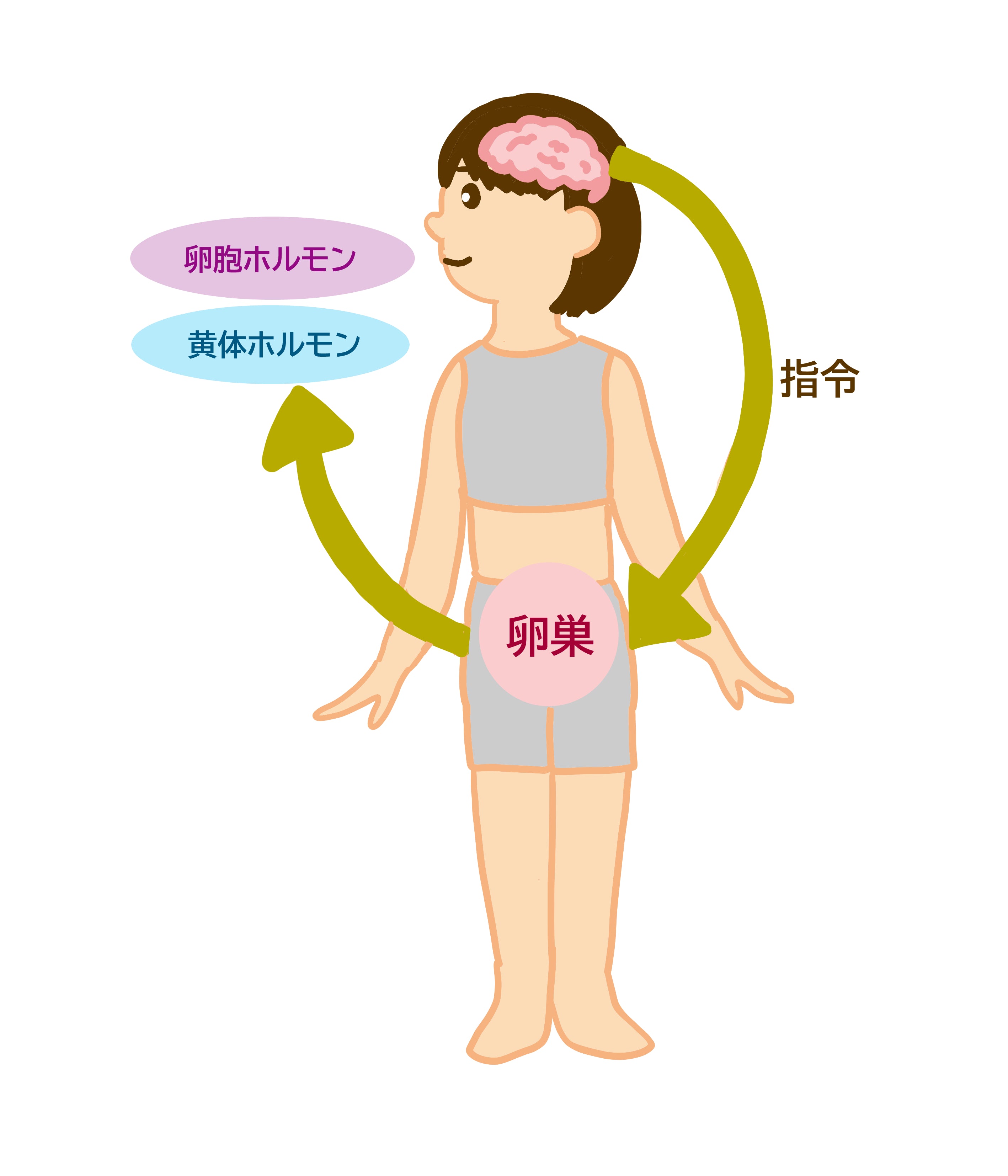 卵巣から女性ホルモンの分泌の流れのイメージ図