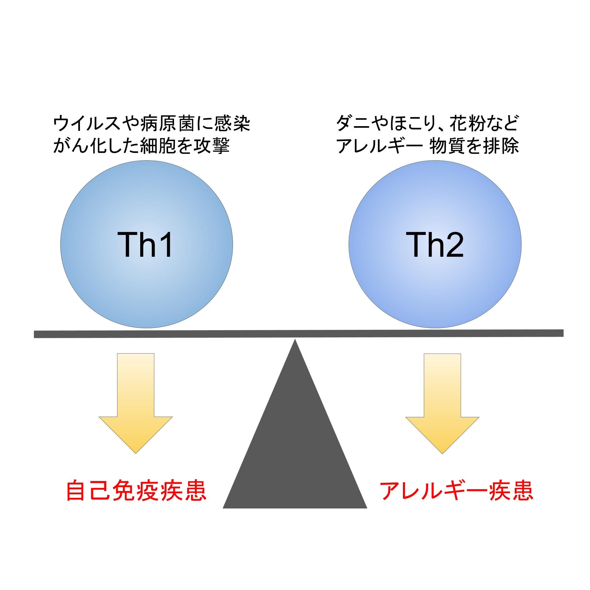 Th1とTh2のバランスについてのイメージ図