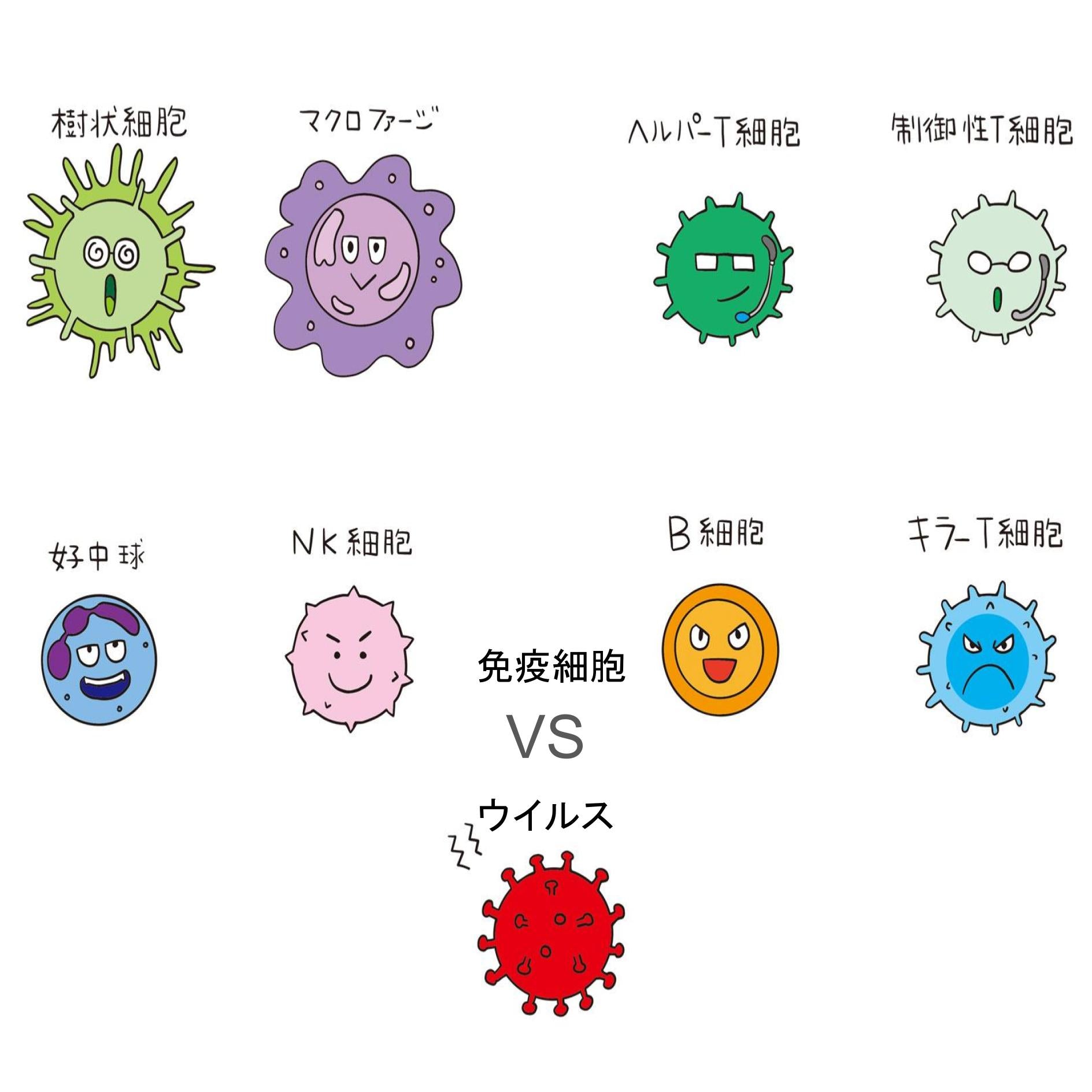 免疫細胞の種類のイメージ