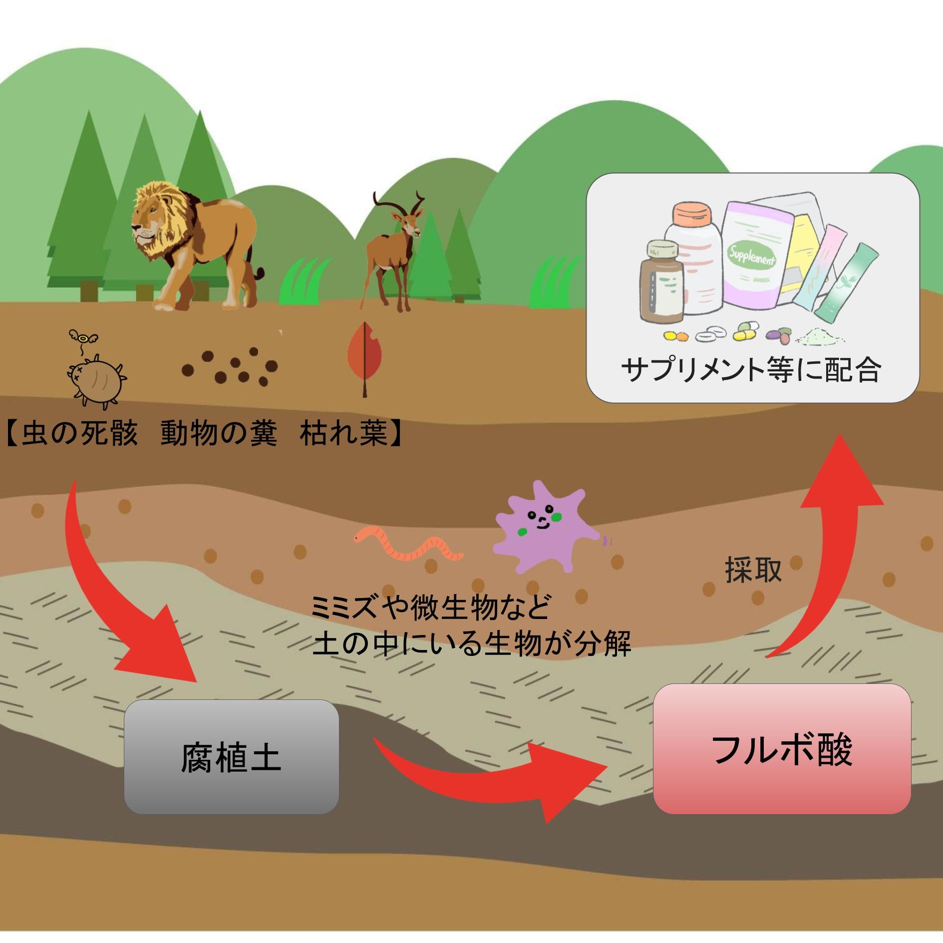 フルボ酸ができるまでのイメージ図