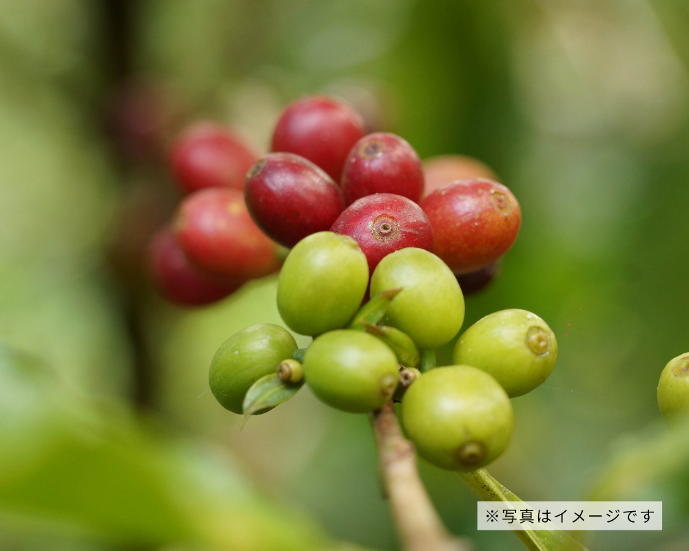 コーヒーの木ってどんな植物？