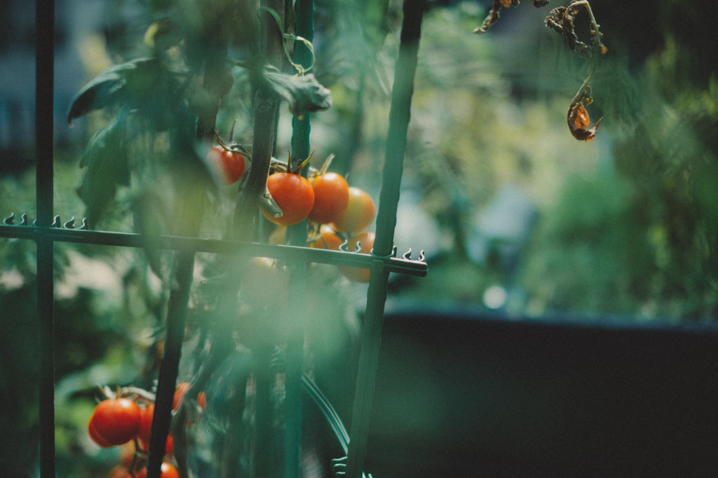 ミニトマトのプランター栽培の方法｜8つのステップ