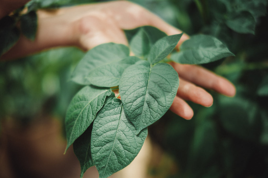 じゃがいものプランター栽培で注意すべき病気や害虫