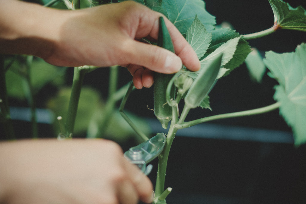オクラのプランター栽培の方法｜⑥収穫