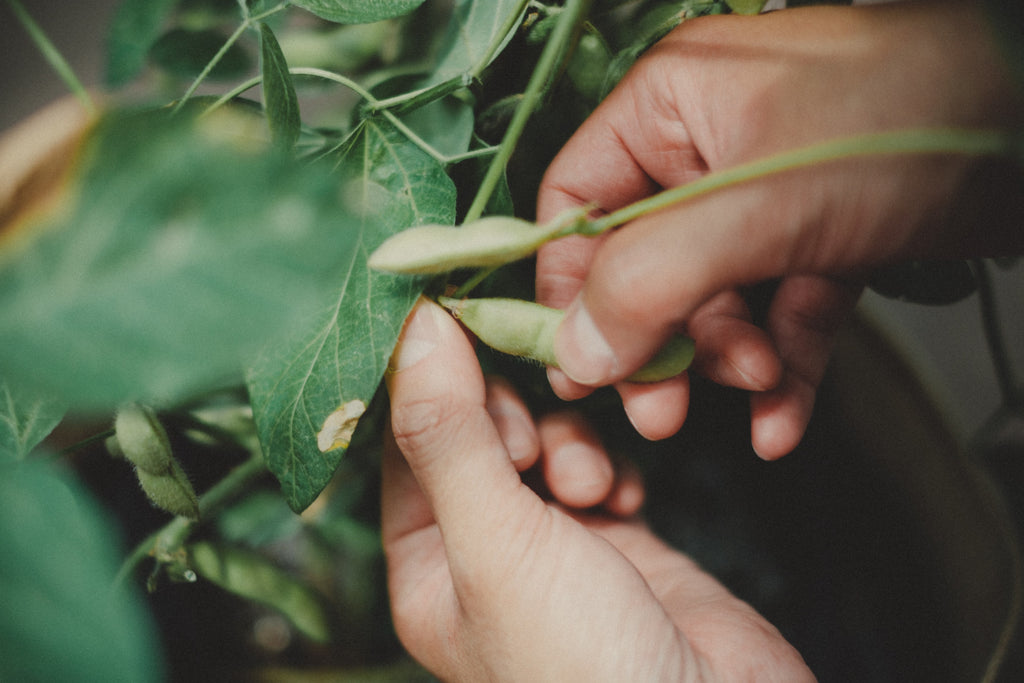 枝豆の育て方｜⑥収穫
