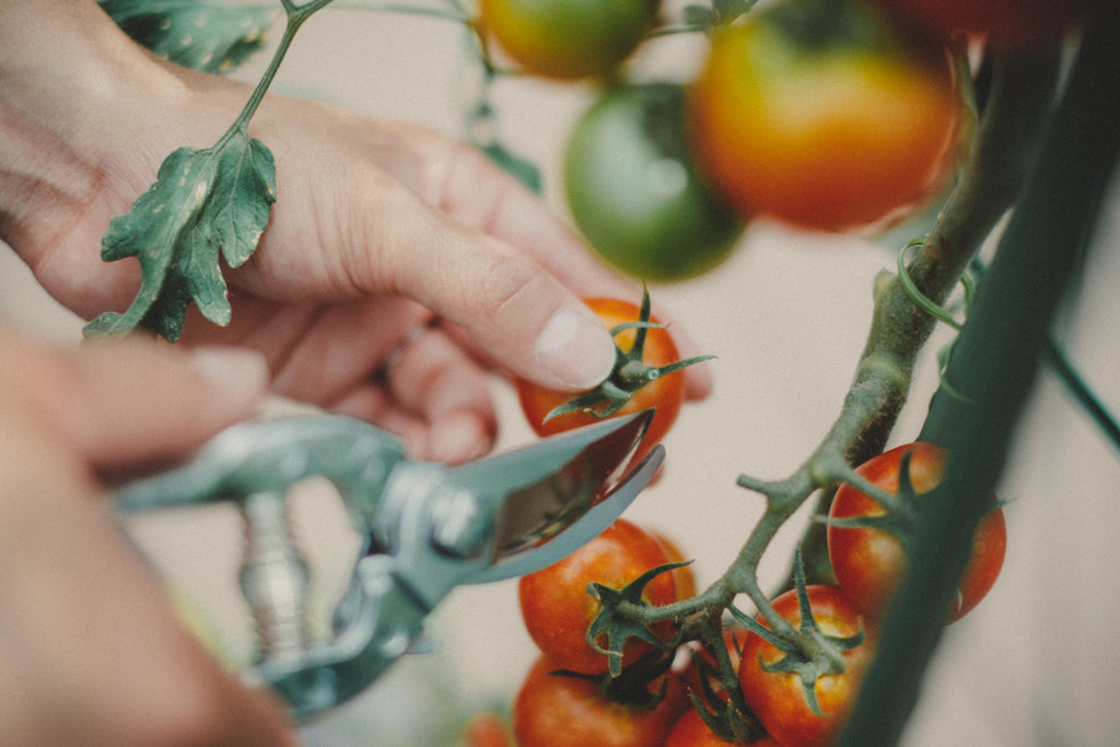 ミニトマトのプランター栽培の方法｜⑥収穫