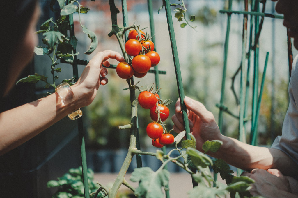 ミニトマトのプランター栽培に関するよくある質問