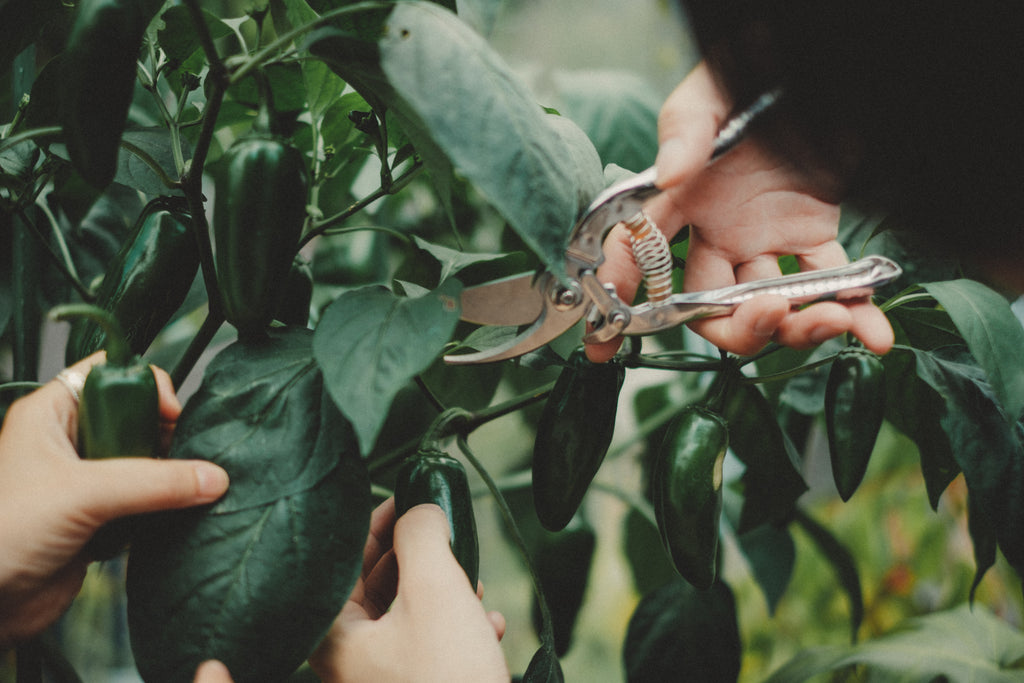 ピーマンのプランター栽培の方法｜⑦収穫