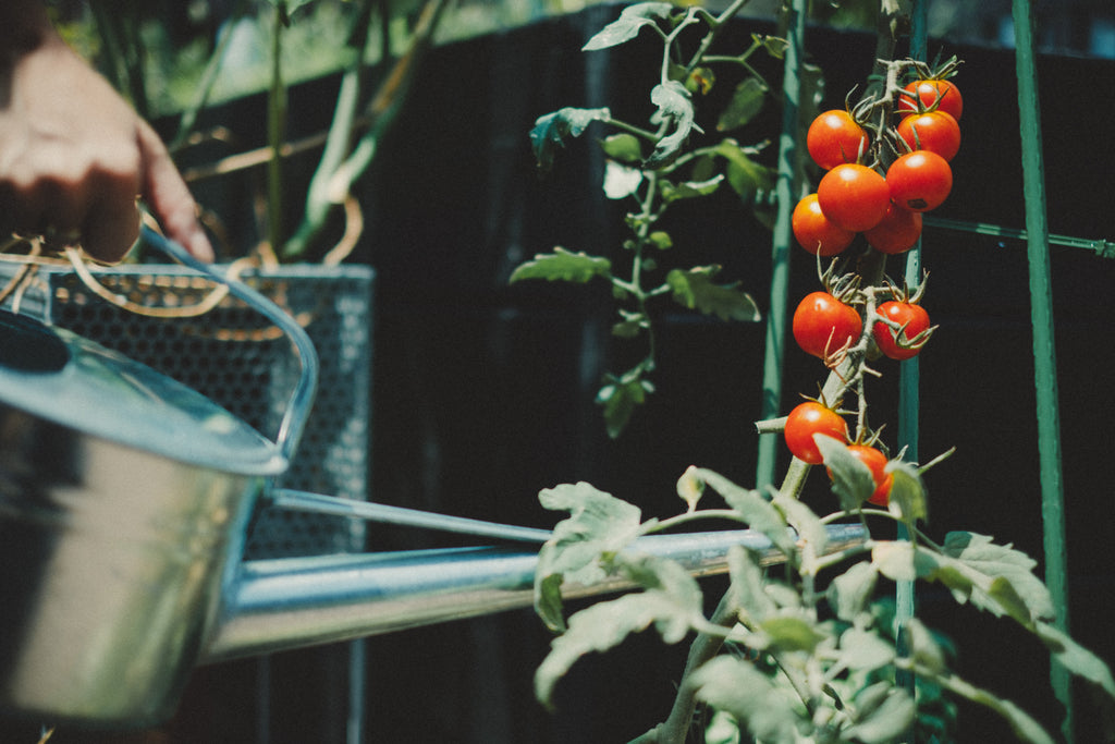ミニトマトのプランター栽培の方法｜④水やり