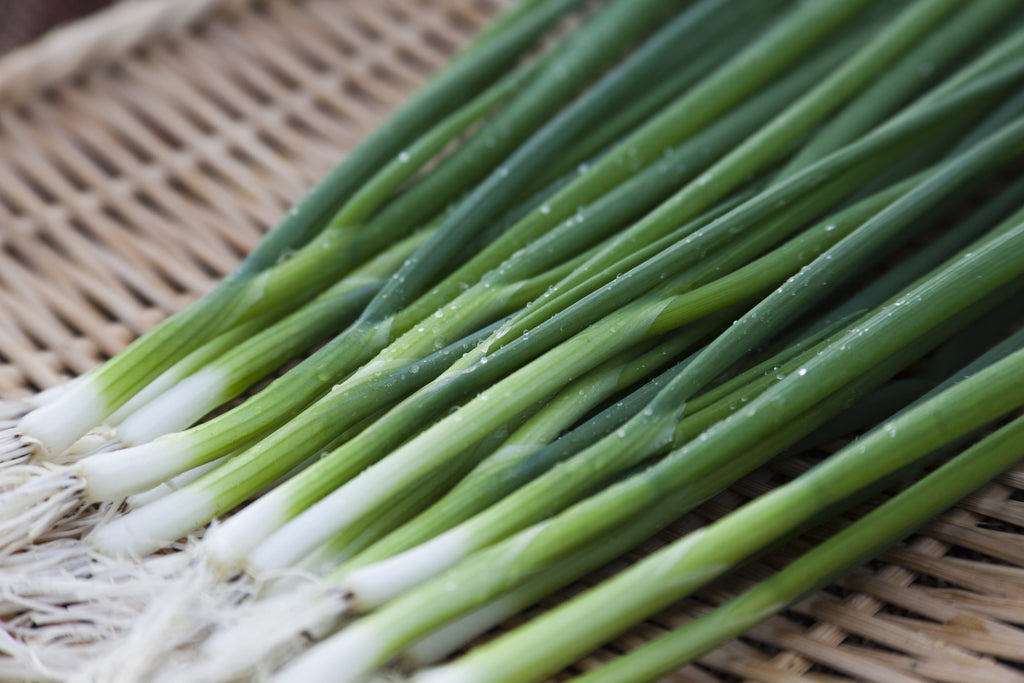 葉ネギってどんな野菜？