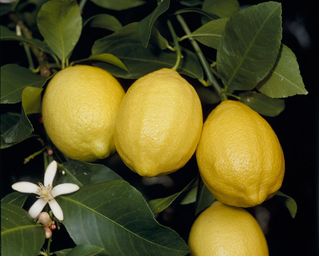 レモンの木の育て方を7つのステップで｜鉢植えなら初心者向け – UETE