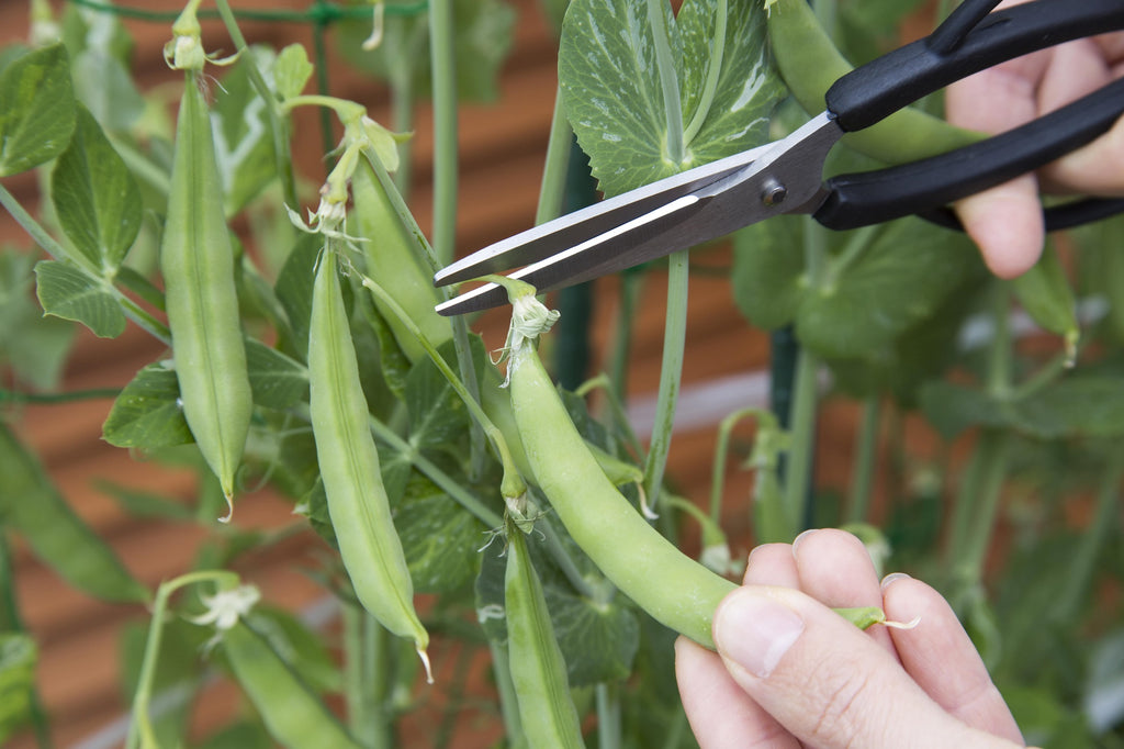 スナップエンドウのプランター栽培の方法｜⑦収穫