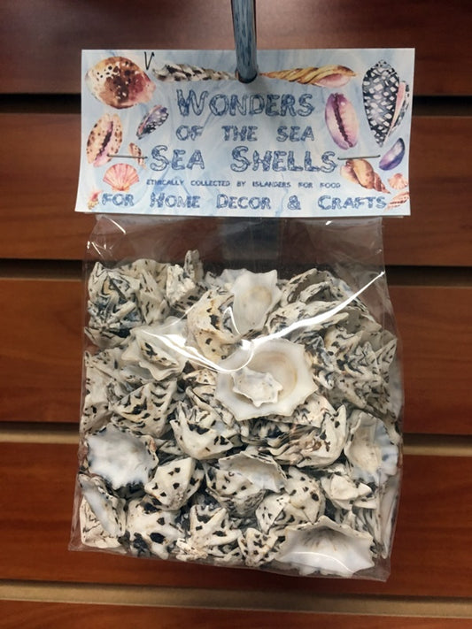 Green Limpet Seashells - Sutorria Mesoleuca - (approx. 20-25 shells 0.5-1  inches)