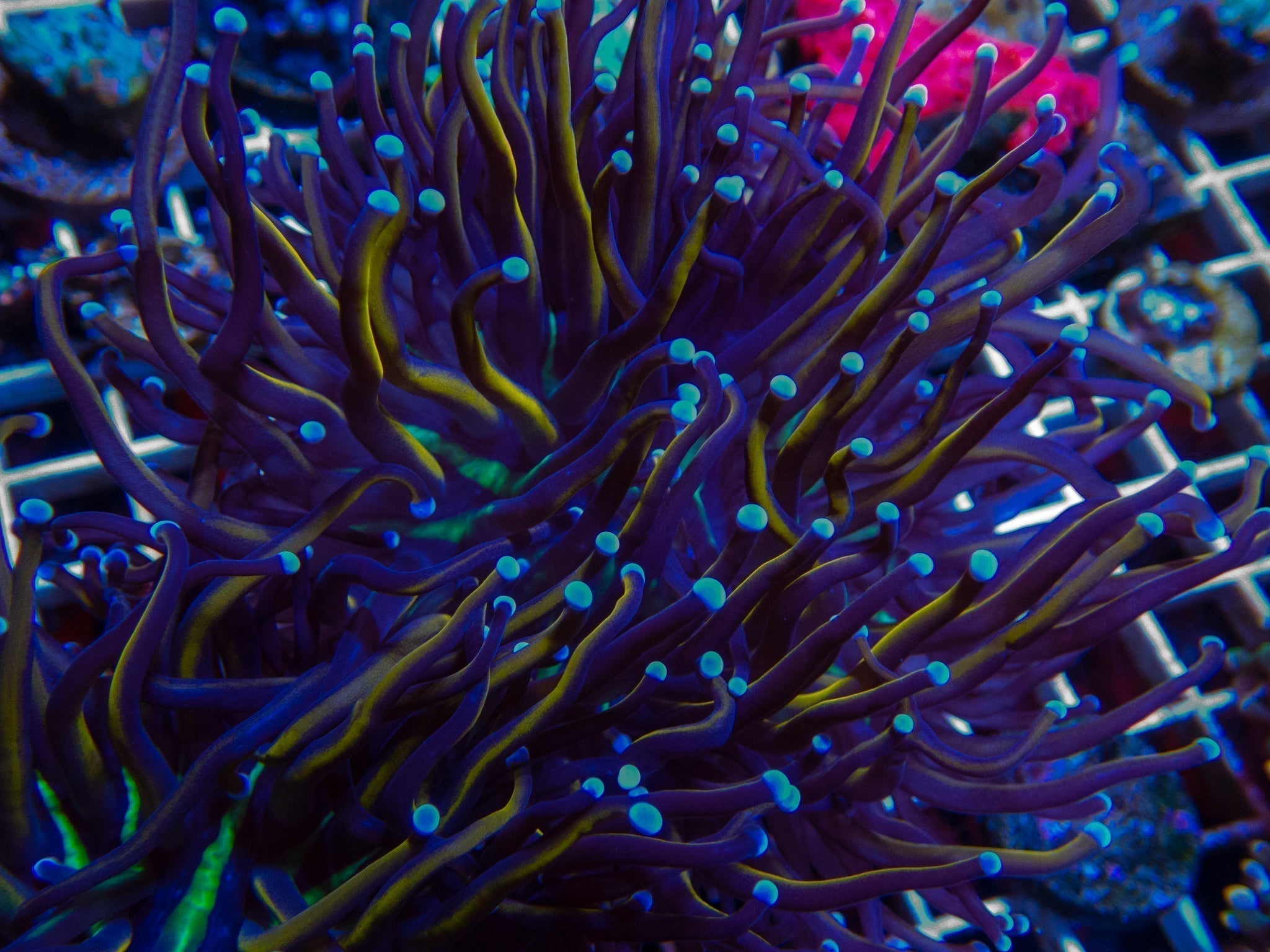 Torch Coral