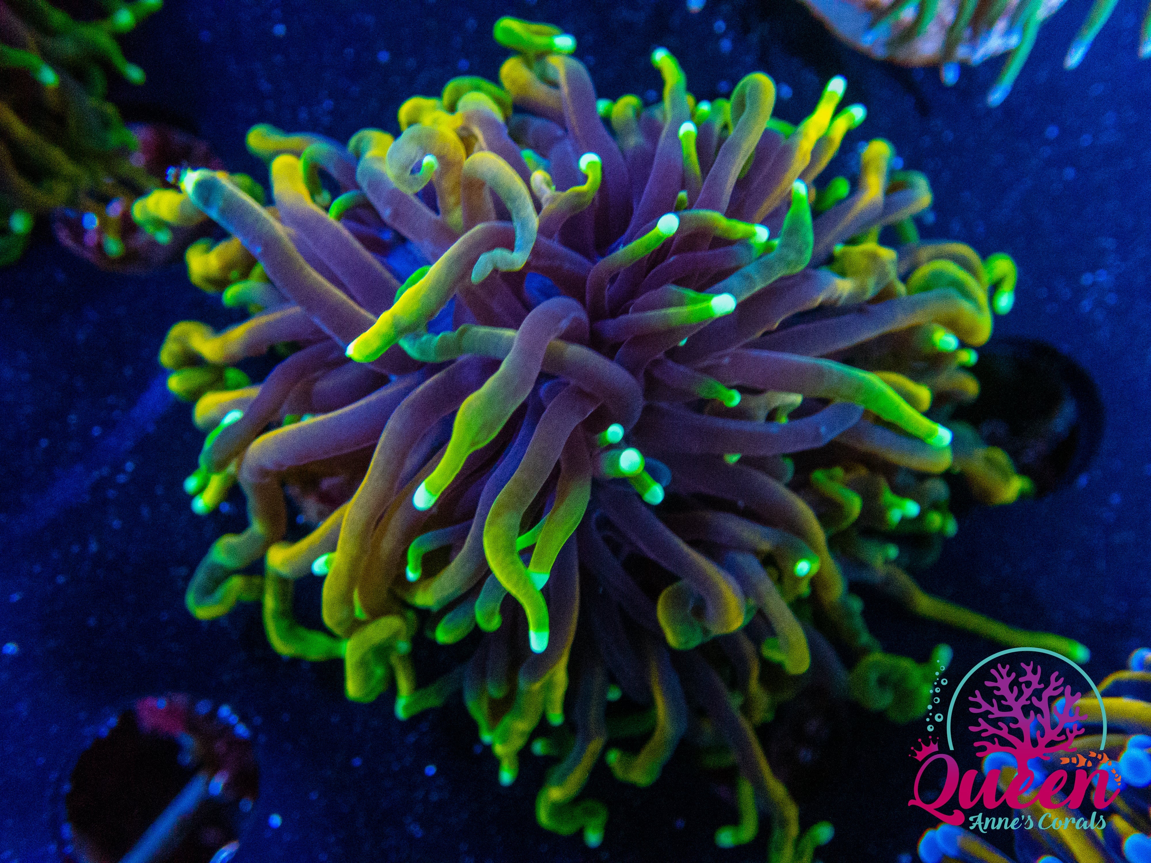 Rare Corals For | Aquarium Fish Store – Queen Annes Corals