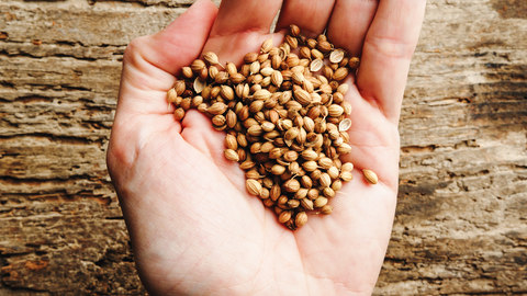 corriander seeds in person's palm