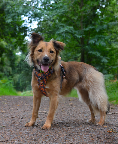 adventure dog harness