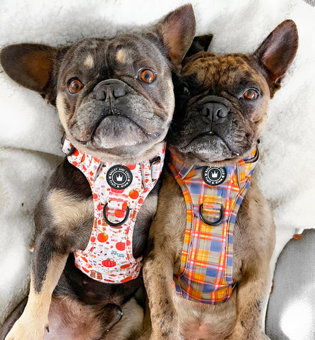 frenchie harness