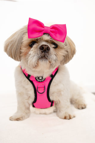 pink dog harness