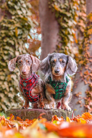 dachshund wearing harness