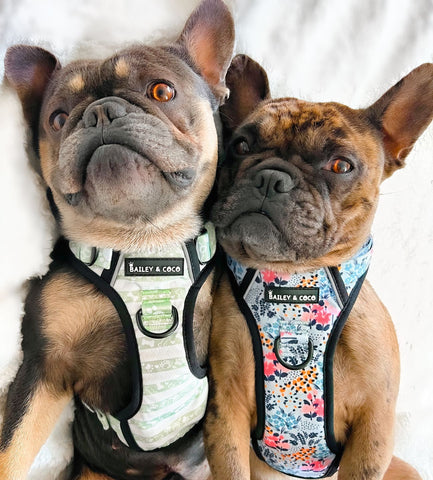 Frenchie Dog Harness