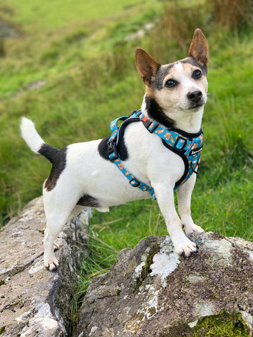 jack russell wearing a harness