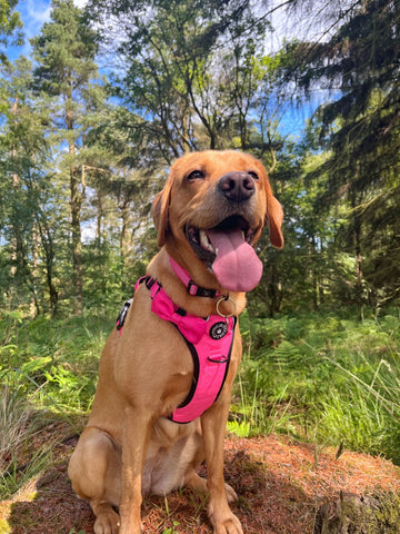 labrador wearing harness