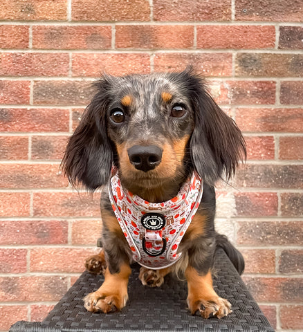 dachshund wearing a harness