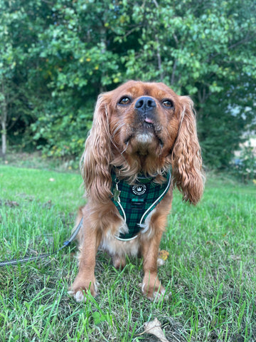 spaniel dog harness