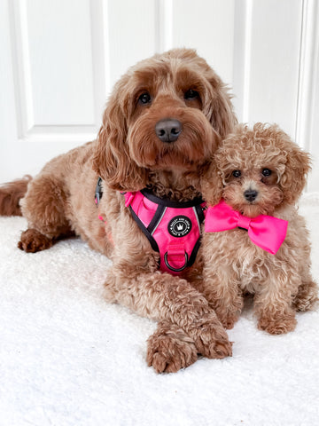 how to put a dog harness on