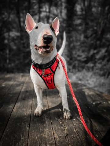 dog wearing red rope lead