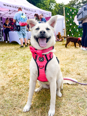 pink dog harness