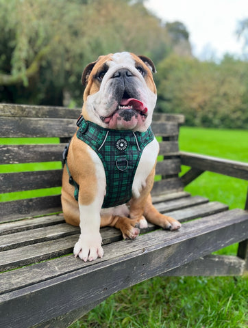 british bulldog wearing harness