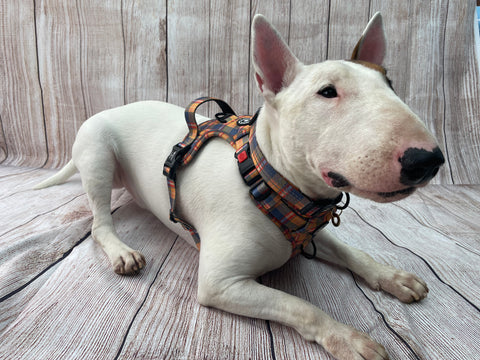 bulldog terrier wearing a harness