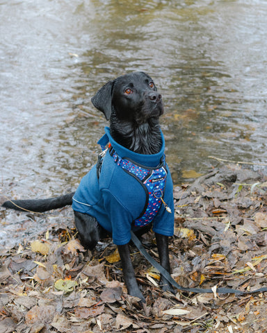 how to put harness on dog