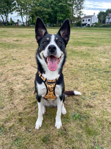 how to put a harness on a dog